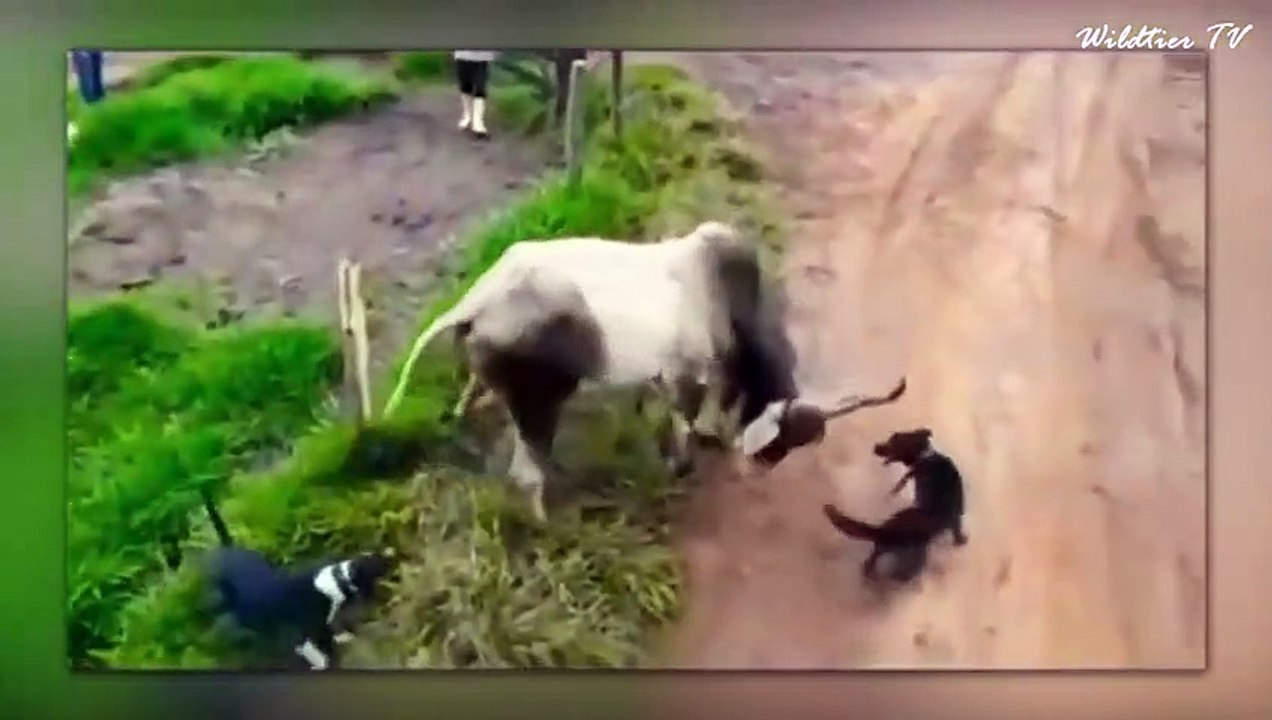 Tiere, die sich mit dem falschen Gegner angelegt haben #3