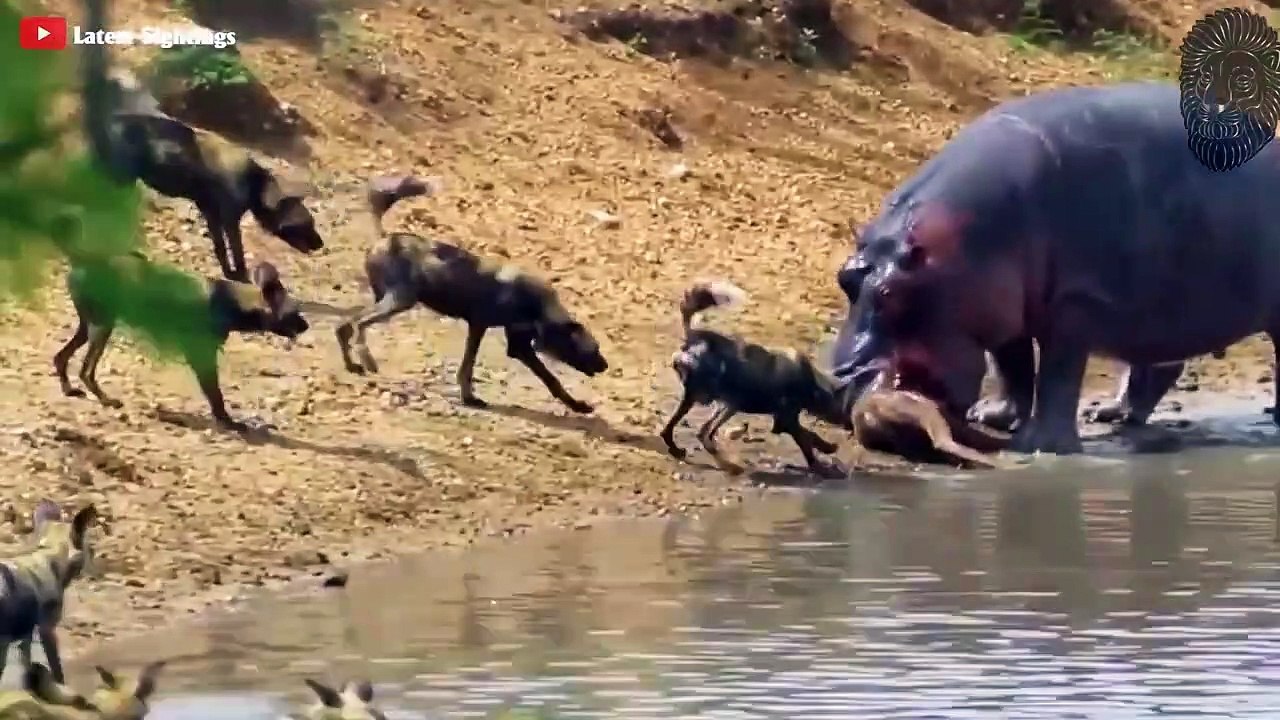 25 Mal, fraßen Wildhunde ihre Beute bei lebendigem Leib