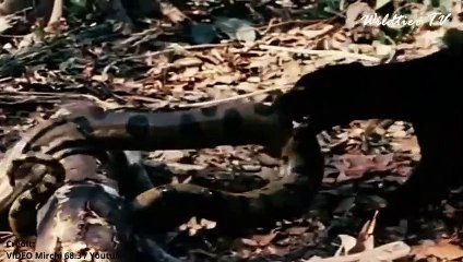 Momente in denen Große Katzen auf riesige Schlangen trafen