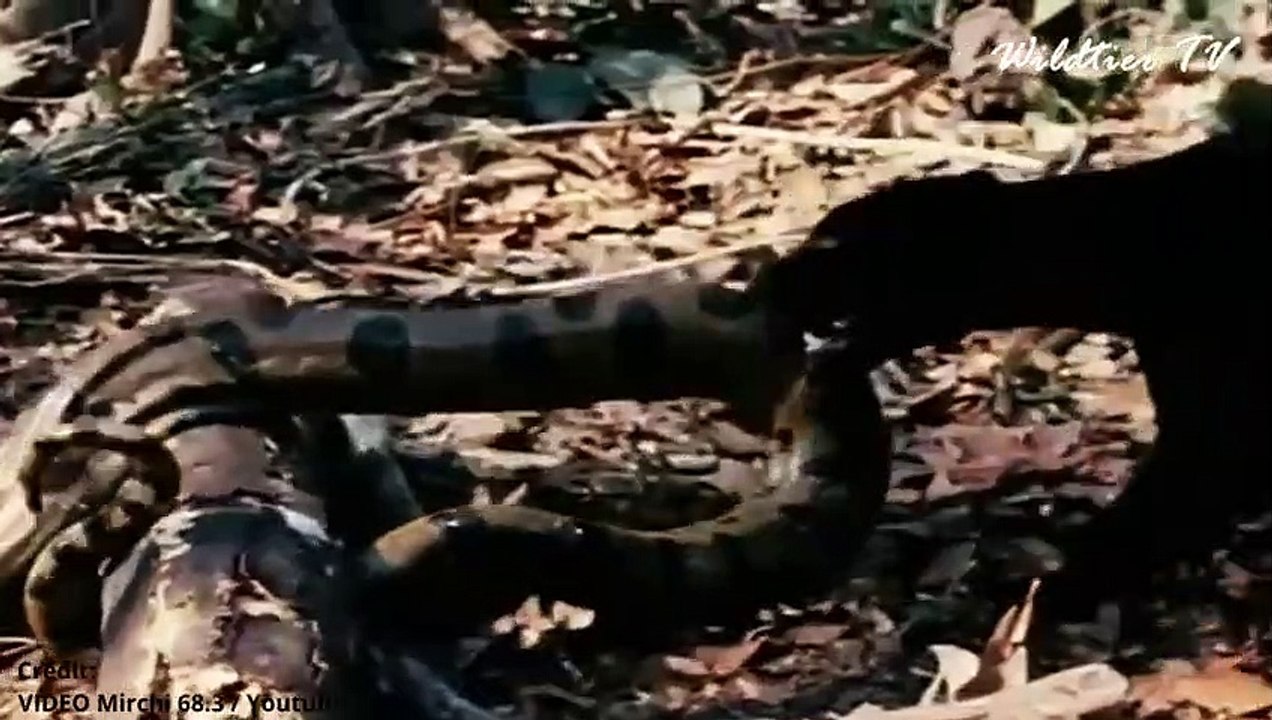 Momente in denen Große Katzen auf riesige Schlangen trafen