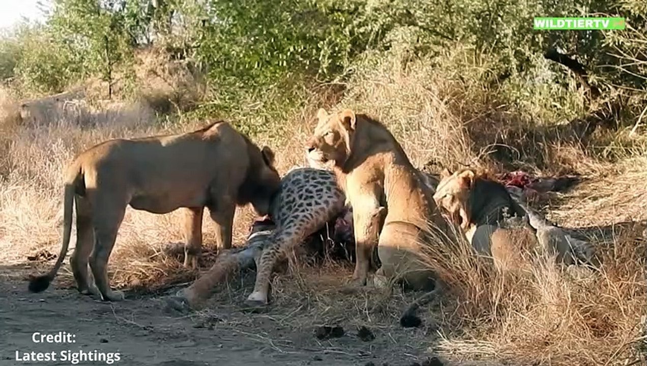 Momente in denen Giraffen auf Grausame Art zur Beute anderer Wildtier wurden