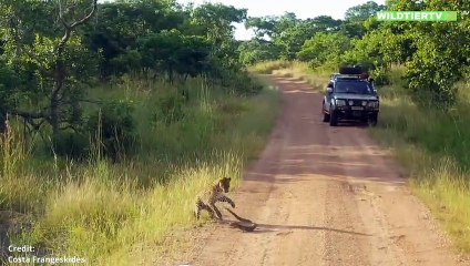 8 SCHOCKIERENDE LEOPARDEN MOMENTE - AUF KAMERA FESTGEHALTEN