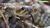 Riesen Klapperschlange attackiert Kaninchen, Seltene Aufnahmen!