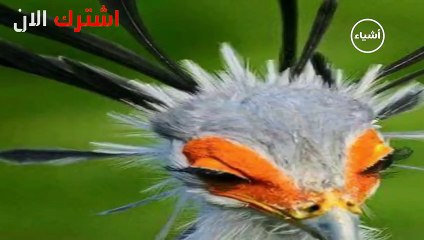 أخطر الطيور الأفريقية قاهر الأفاعي طائر السكرتير العجيب