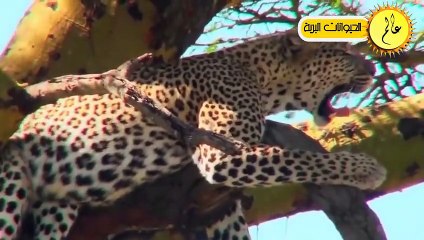 الخنزير الغاضب يهاجم الليبورد بجنون لإنقاذ صغاره..أنظروا ما حدث !!عالم الحيوان