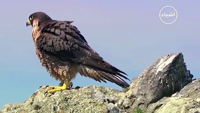 النسور البرية وصراع البقاء في عالم الحيوان شئ لا يصدق عالم الحيوانات المفترسة