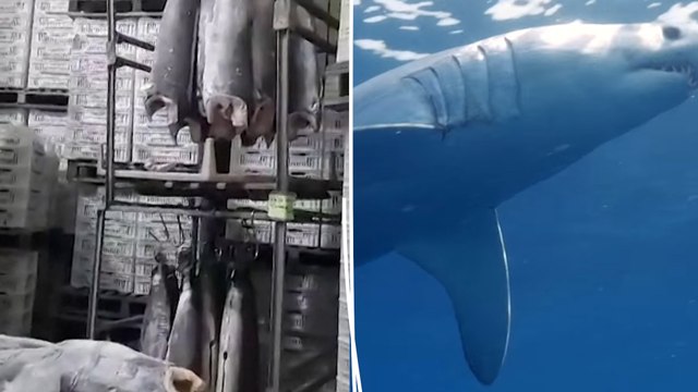 28 tonnes d’ailerons de requins de pêche illégale saisies au Brésil, un triste record