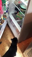 Cats Take Turns In The Fridge