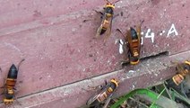 Bees Scream When Murder Hornet Cousins Attack