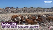 Irit Biaya Pakan, Ratusan Sapi Sengaja Dilepas ke TPA di Kota Padang