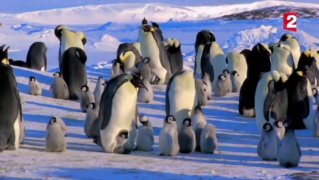 Premiers pas d'un bébé manchot - ZAPPING SAUVAGE