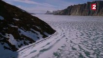 Narvals & Belugas  animaux étranges de l'Arctique - ZAPPING SAUVAGE