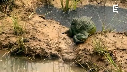 Un papa grenouille sauve 1000 enfants - ZAPPING SAUVAGE