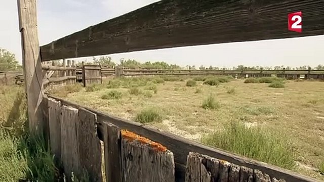 Dressage du cheval sauvage Camargue - ZAPPING SAUVAGE