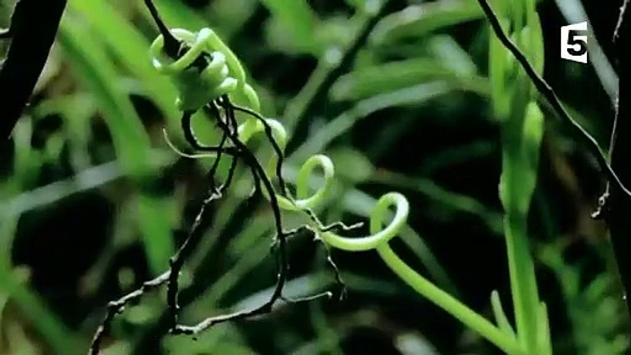 L'insecte le plus bizarre de la galaxie - ZAPPING SAUVAGE