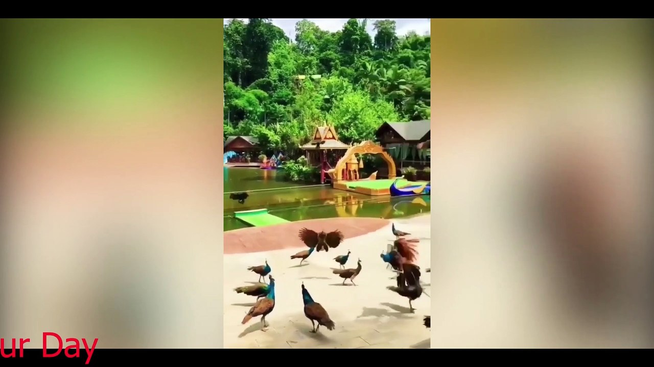 The Best Funny Animals Videos to Brighten Your Day