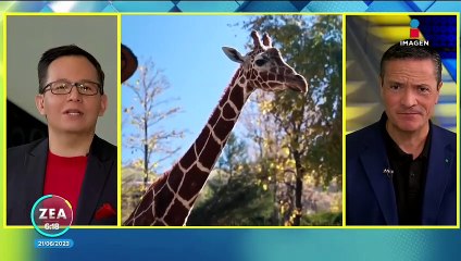 La jirafa está inminentemente en peligro de extinción