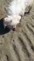 Dog Bites And Paws At Beach Crab