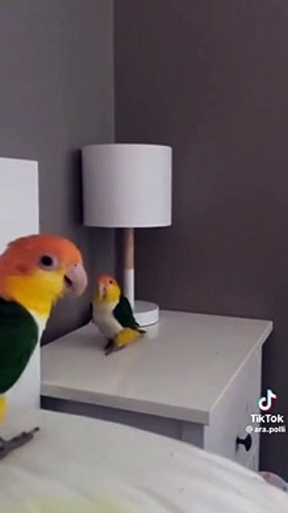 Cute Love birds