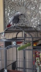 Gray parrot talking