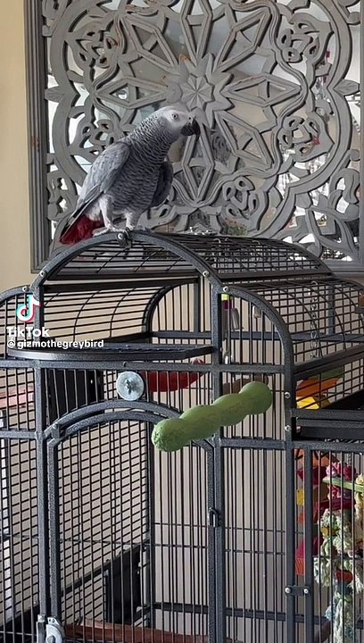 Gray parrot talking