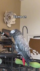 Laughing gray parrot