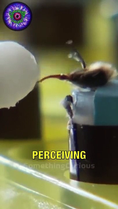 The Matrix, but for bees!