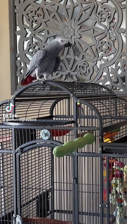 Talking parrot