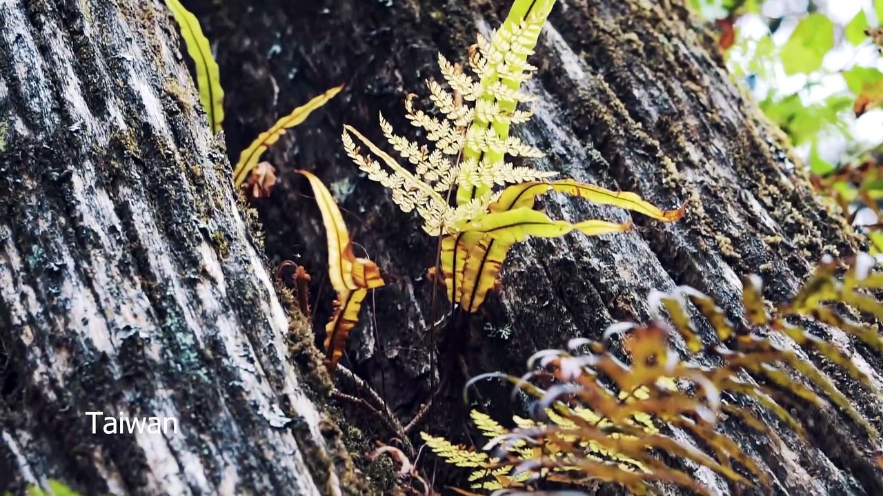 又见炊烟  Instrumental - LTC Entertainment