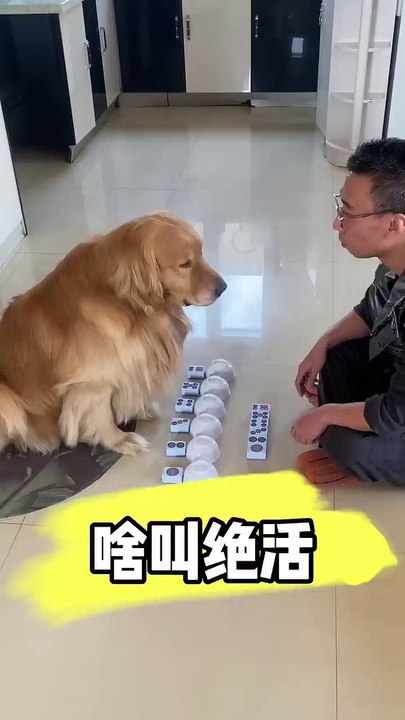 Smart funny dog 