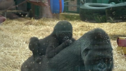 Canterbury welcomes baby gorilla to continue conservation efforts