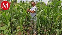Consejo Agroalimentario a favor del estudio sobre afectaciones por consumo de maíz transgénico
