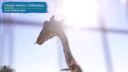 Jirafa Benito bajo el sol de Ciudad Juárez