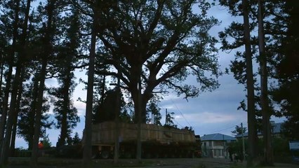 Bande-annonce du documentaire Taming the Garden qui revient sur le jardin fou du milliardaire Bidzina Ivanishvili