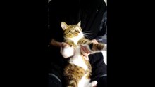 A Cute Little Fluffy Cat (6)