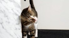 A Very Sweet Little Cat