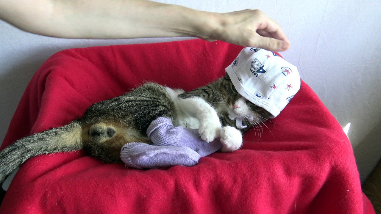 This Funny Cat Wears Socks (3)