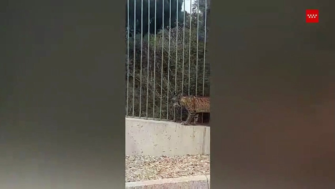 Lince ibérico em Madrid