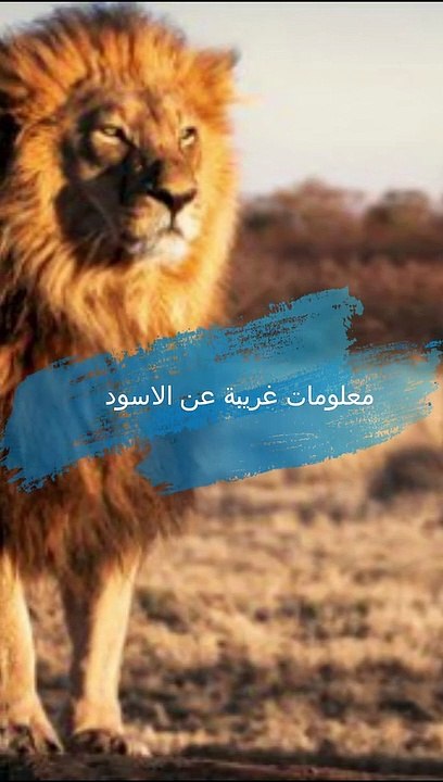 معلومات غريبة عن الأسود