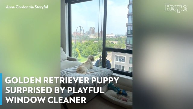 Golden Retriever Puppy Surprised by Playful Window Cleaner – Watch the Video!