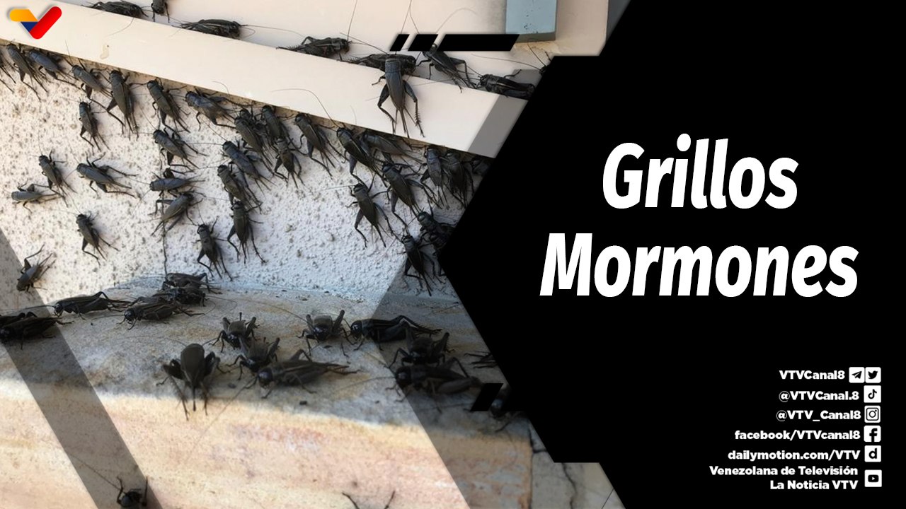 Tras la Noticia | Plaga de grillos está causando estragos en Estados Unidos
