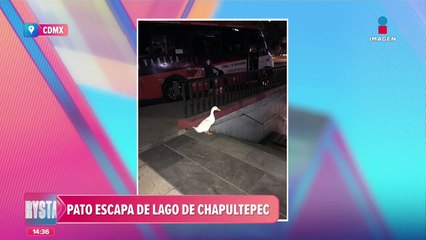Pato escapa del lago de Chapultepec y casi toma el Metro de la CDMX