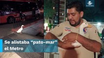 “Iba a Mix-cuack” Pato intenta huir por el Metro tras salir del Lago de Chapultepec