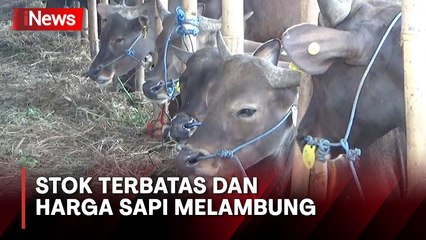 Seminggu Jelang Hari Raya Kurban, Penjualan Sapi Menurun di Jakarta Timur