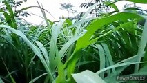 Vlog 12 | বাংলা চটি গল্প || American cabbage harvesting for many @Alisha