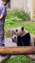 Panda Yu Ke And Yu Ai ☀️