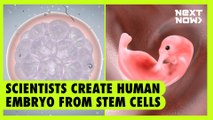Scientists create human embryo from stem cells | Next Now