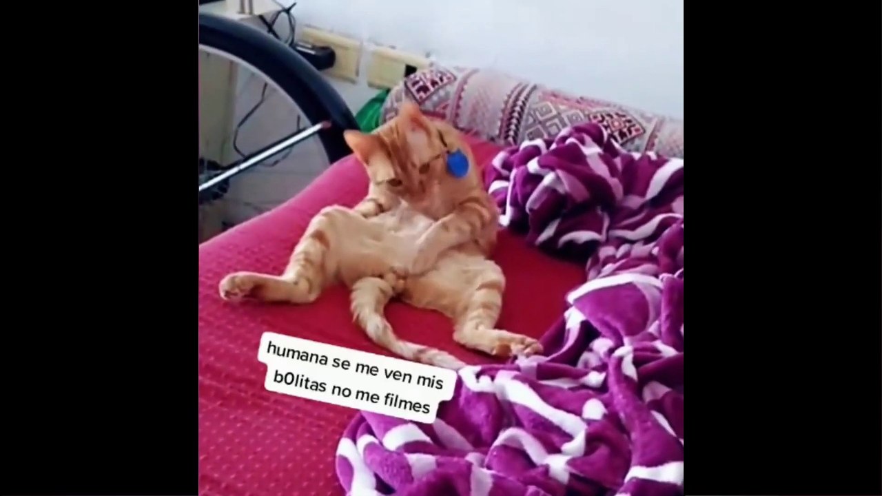 Funniest Animals Videos - Best Cute Cats and Crazy Dogs Videos_Full-HD