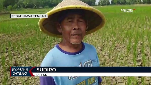 Bendung Cipero Mengering, Petani Terancam Gagal Panen