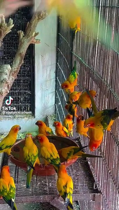 Suncanour colony